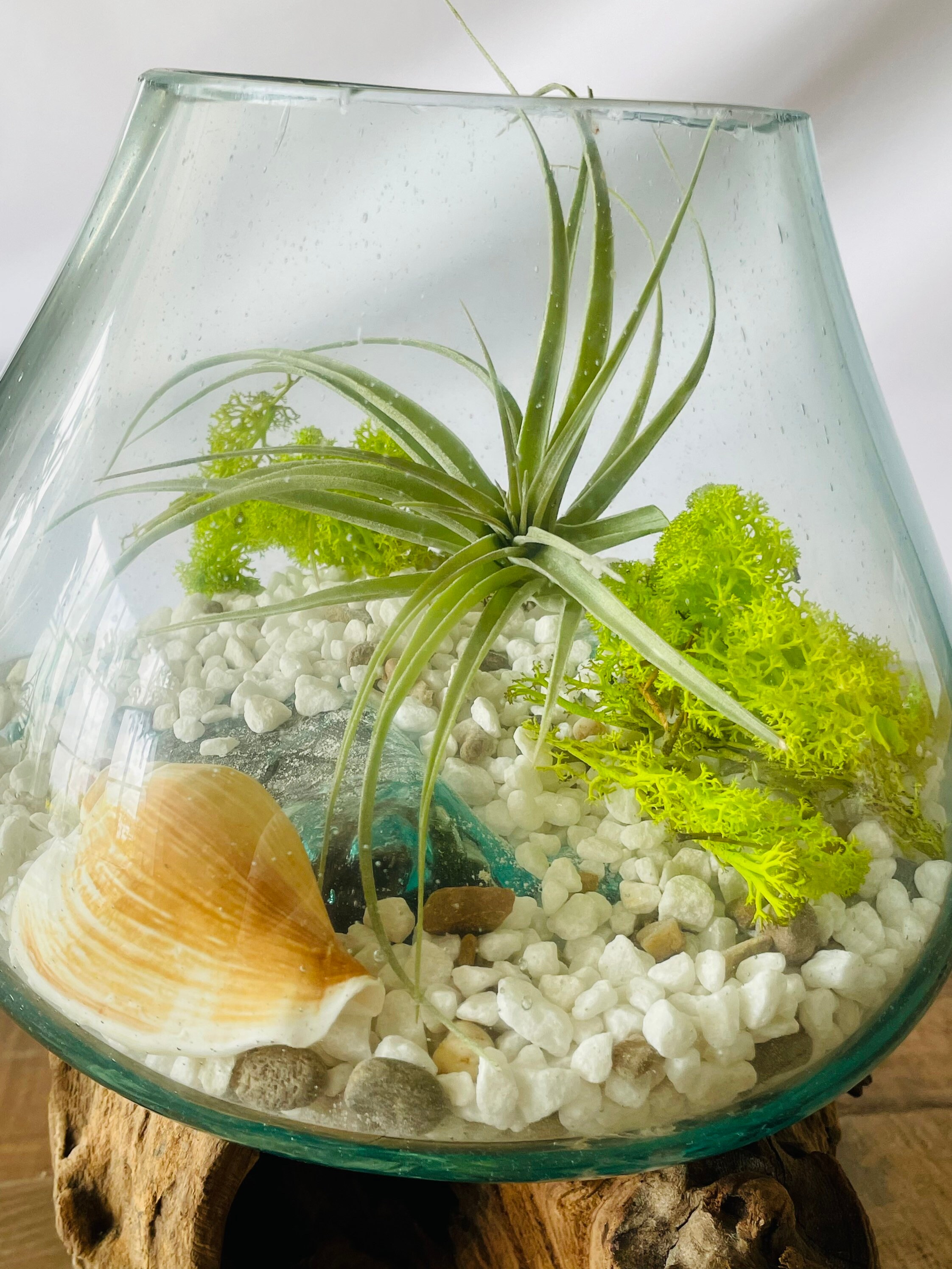 Molten glass on wood root base DIY plant terrarium with