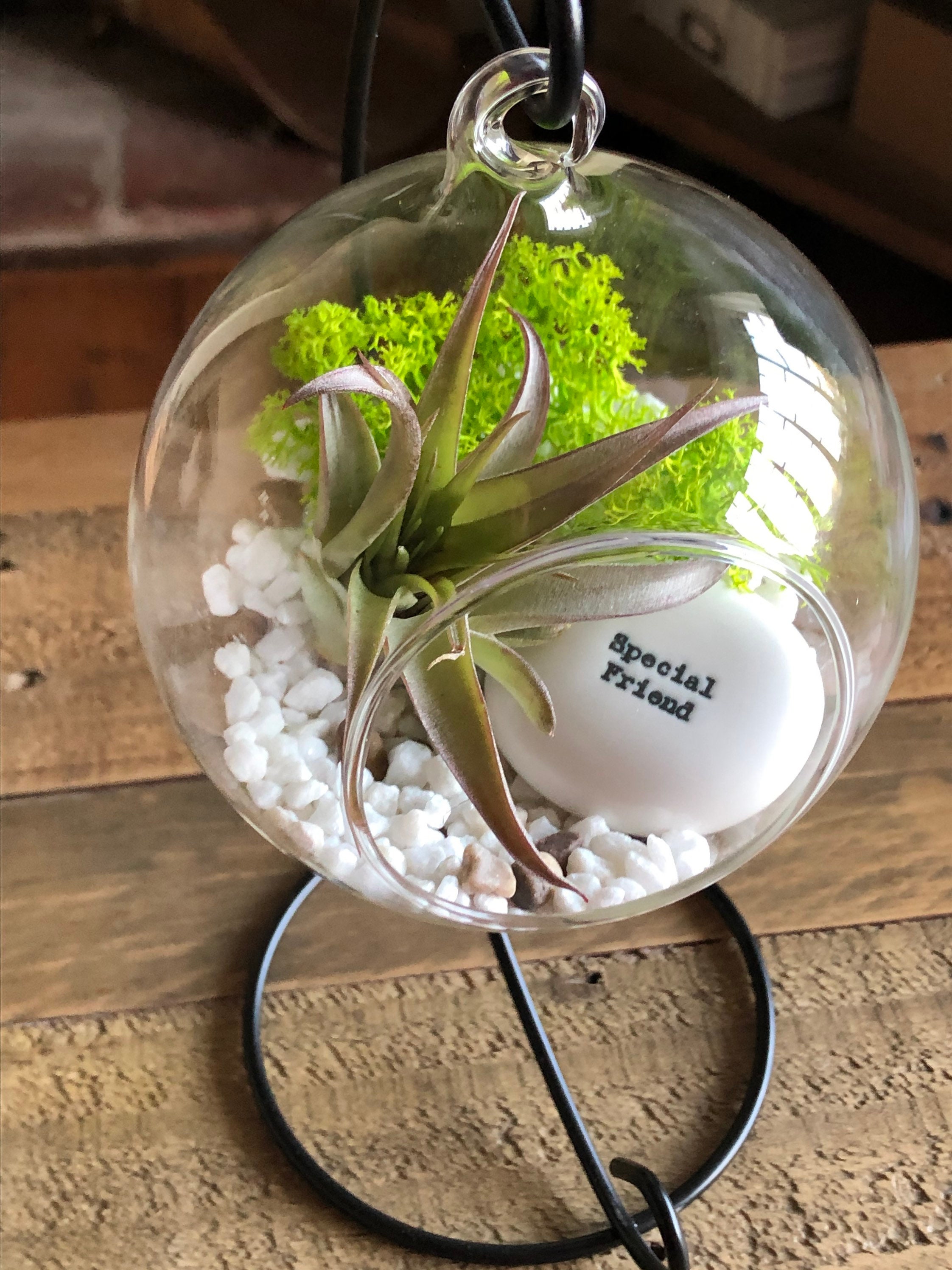 DIY terrarium air plant kit Special friend gift. Etsy