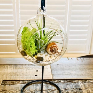 DIY terrarium air plant kit, glass with a stand. Air plant in glass terrarium. Hanging glass air plant. Open terrarium. Terrarium kit image 6