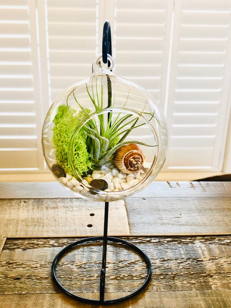 DIY Terrarium Air Plant Kit Glass With a Stand. Air Plant in Etsy UK