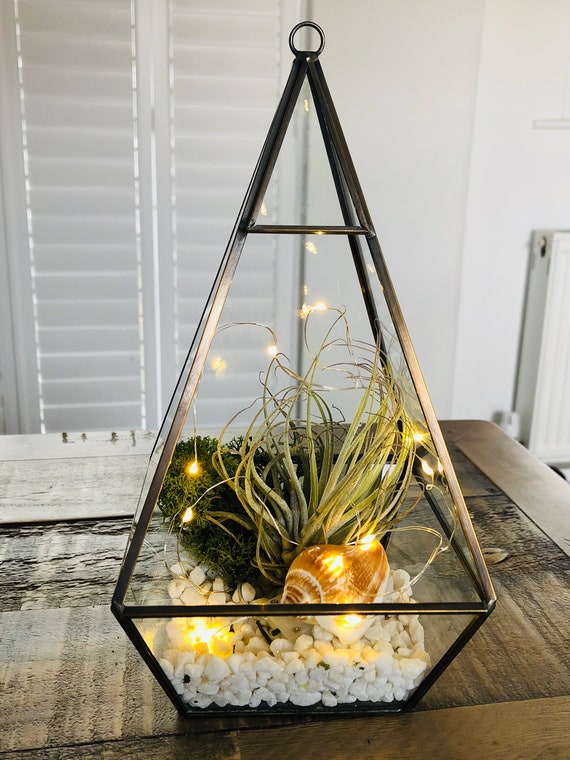 Terrarium à plantes aériennes bricolage, terrarium en verre, avec lumières  LED, cadre en bronze. Présentoir de plantes aériennes avec plante de  terrarium. Cadeau de Noël -  France