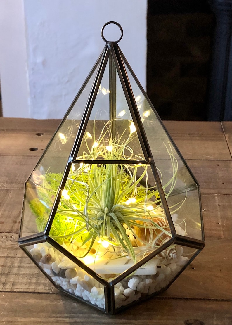DIY Air Plant Terrarium Glass Terrarium With LED Lights Etsy UK