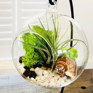 DIY terrarium air plant kit, glass with a stand. Air plant in glass terrarium. Hanging glass air plant. Open terrarium. Terrarium kit image 5