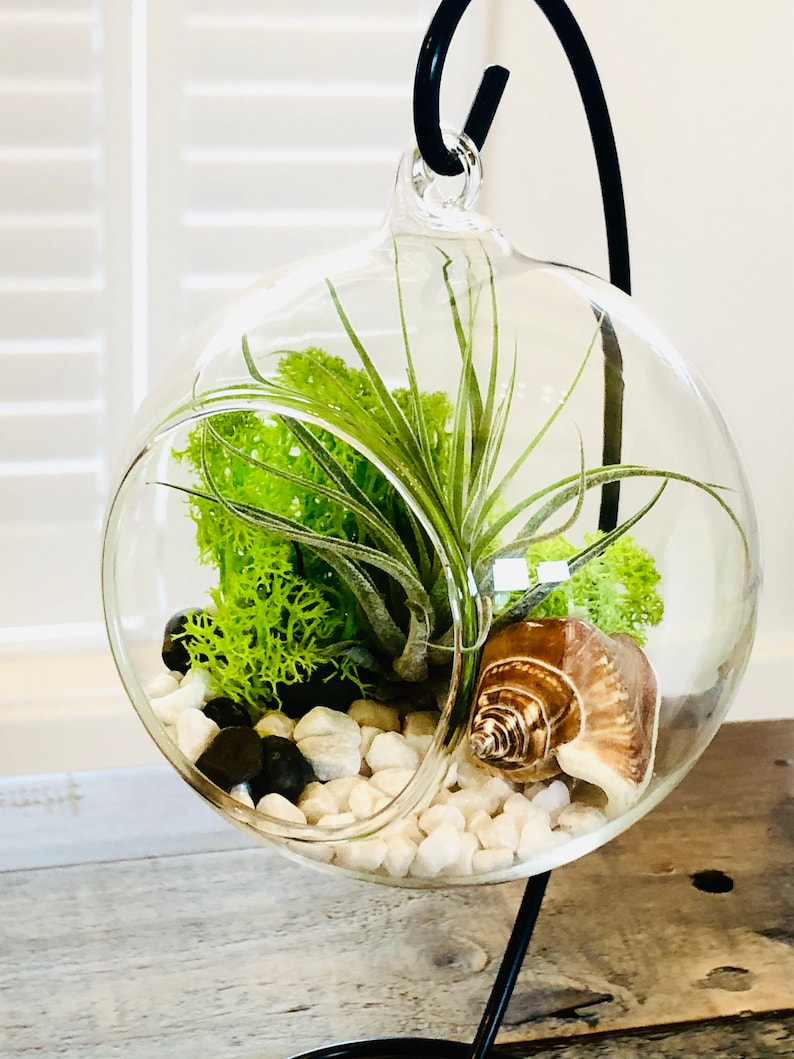 DIY terrarium air plant kit, glass with a stand. Air plant in glass terrarium. Hanging glass air plant. Open terrarium. Terrarium kit image 5