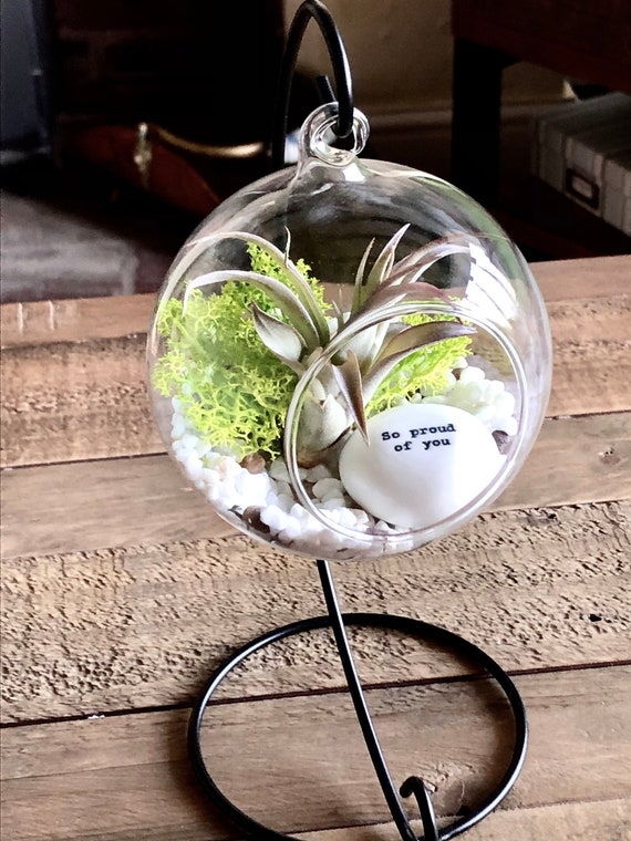 DIY Terrarium Air Plant Kit proud of You Gift. Tillandsia Etsy UK