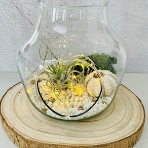 May include: A clear glass terrarium with a round base sits on a wooden slice. Inside the terrarium, there is a green air plant, white stones, a seashell, and fairy lights.