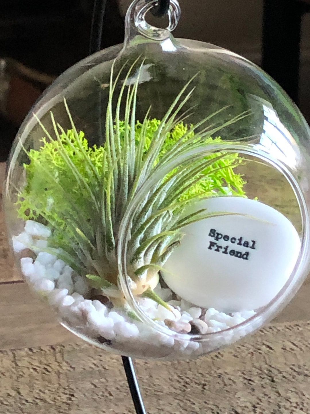 DIY Terrarium Air Plant Kit, special Friend Gift. Plant Hanger . Unusual Gift for a Friend