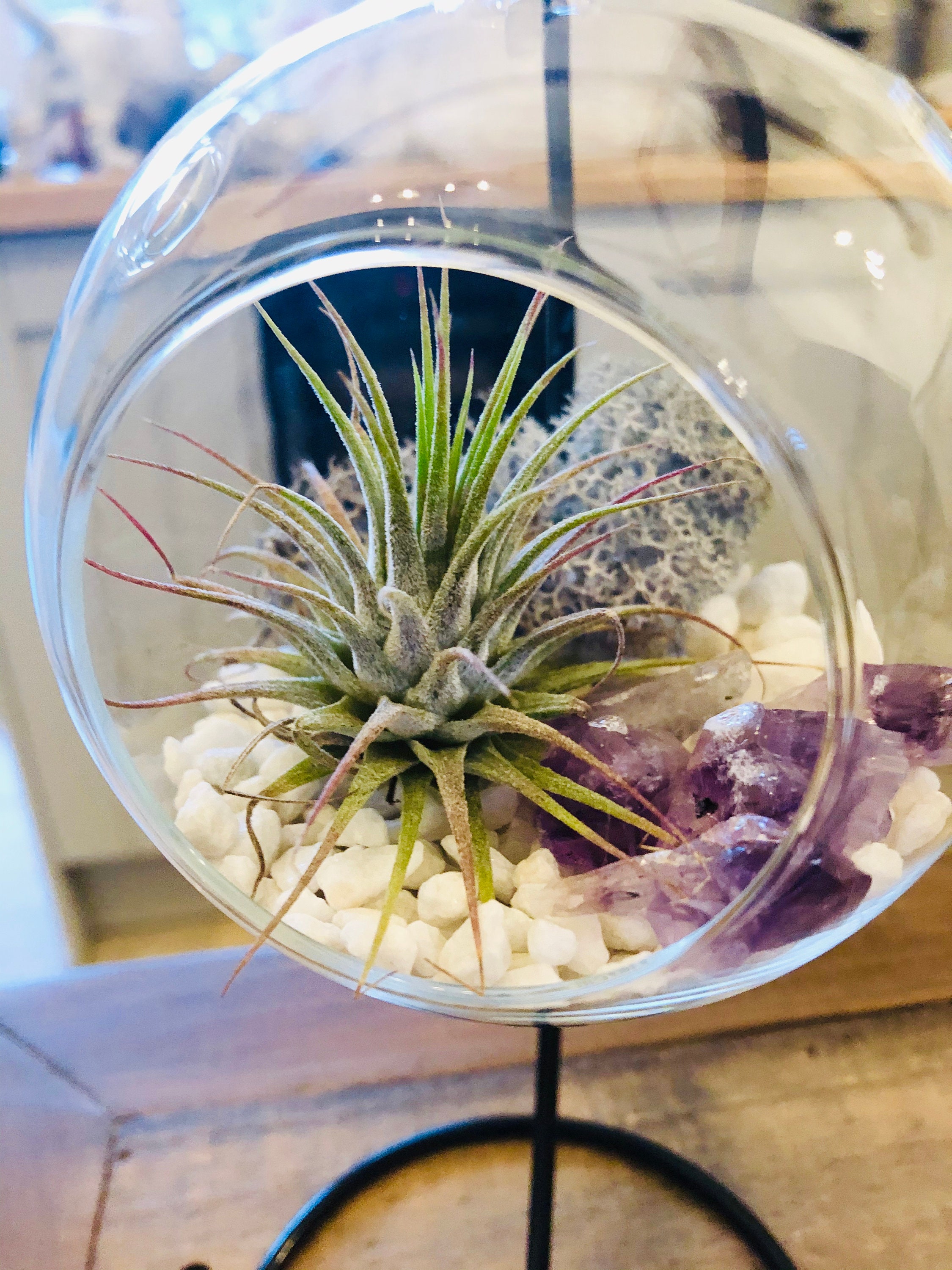 DIY terrarium air plant kit amethyst crystal stone in