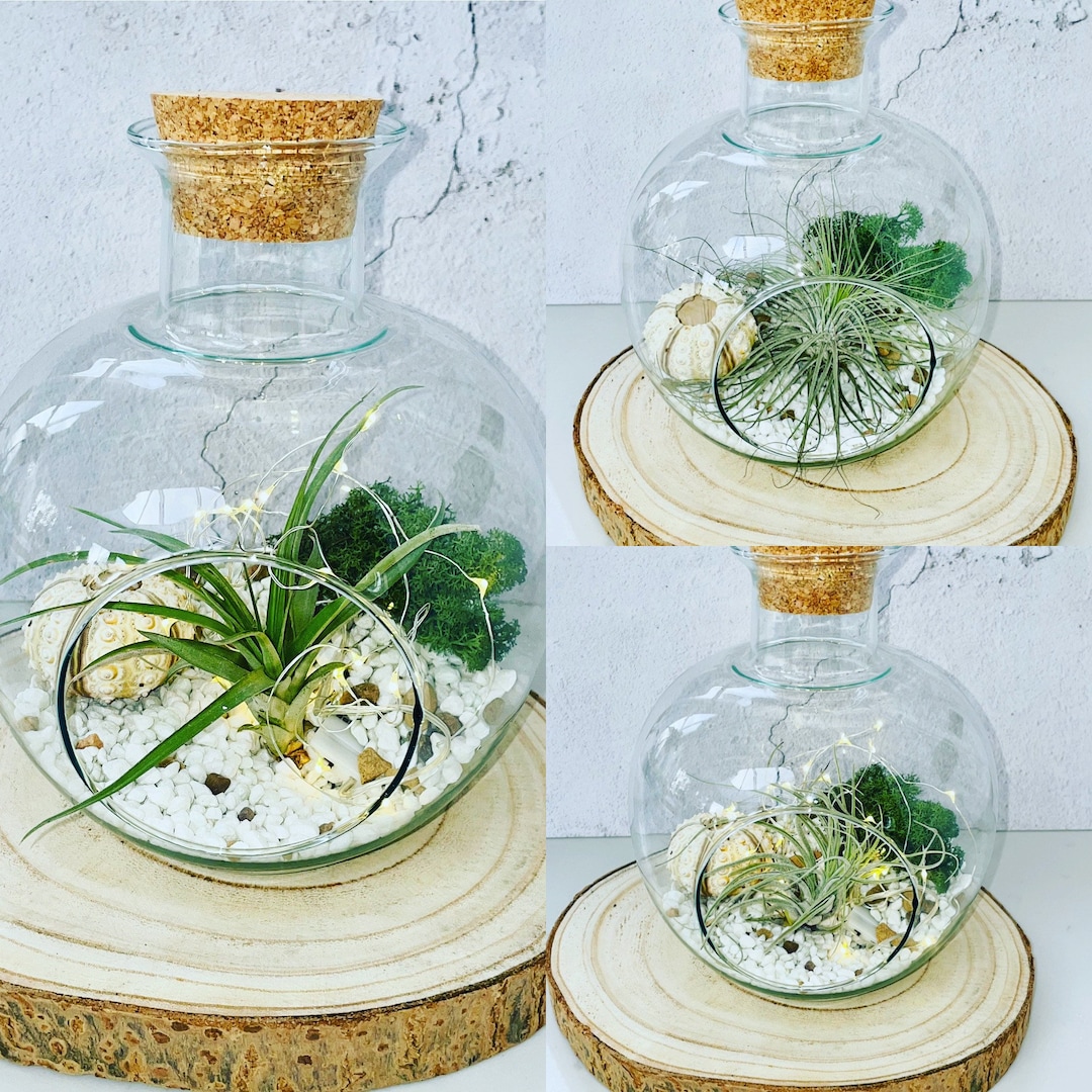 Round Bowl Glass Terrarium. Terrarium Container. Open Terrarium With