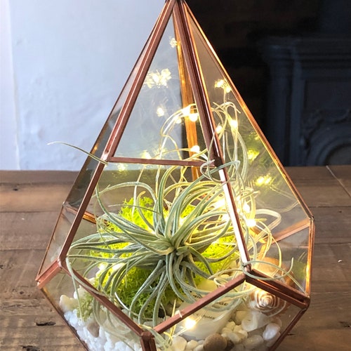 DIY Terrarium Air Plant Geometric Terrarium Glass Terrarium Etsy UK