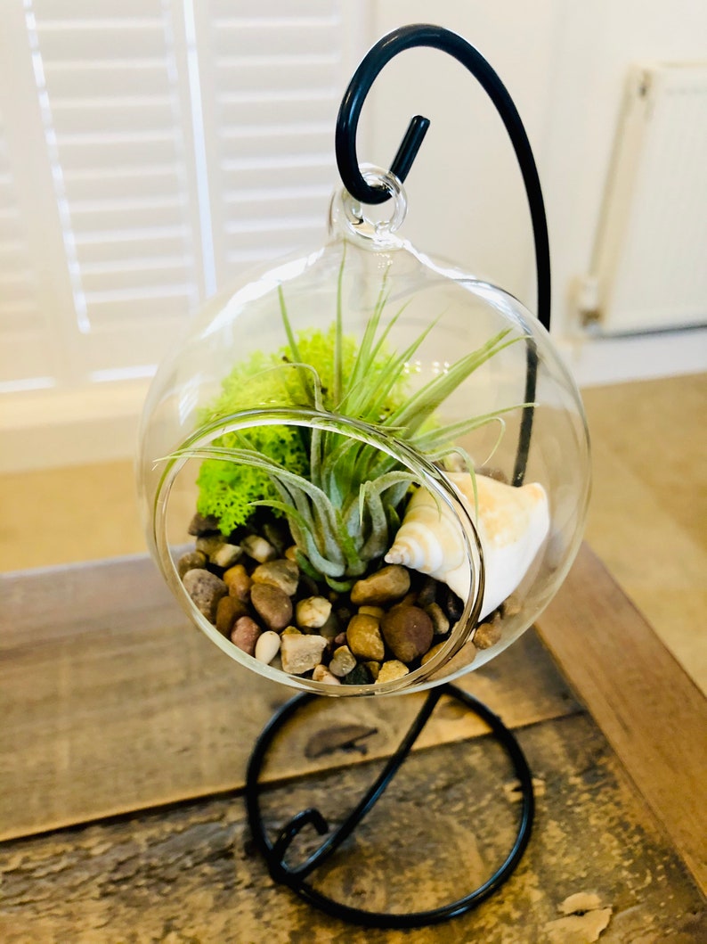 Air plant Terrarium Kit glass indoor plant Tillandsia in