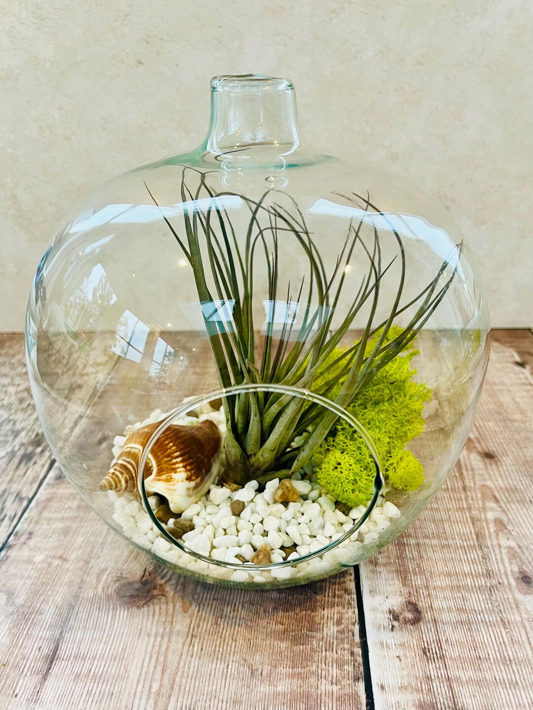 Large Glass Globe Terrarium . DIY Kit. Open Air Plant Terrarium. Fairy