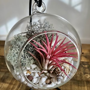 DIY terrarium air plant kit, gift, glass with a stand. Ionantha Red Air Plant, hanging terrarium, Red flower Valentine’s Day gift. Romantic