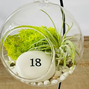 DIY terrarium air plant kit, birthday gift for 18 year olds. Eighteen birthday. Air Plant Terrarium present.