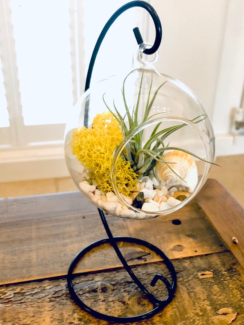 DIY Terrarium Air Plant Kit Terrarium Stand. Glass Terrarium Etsy UK