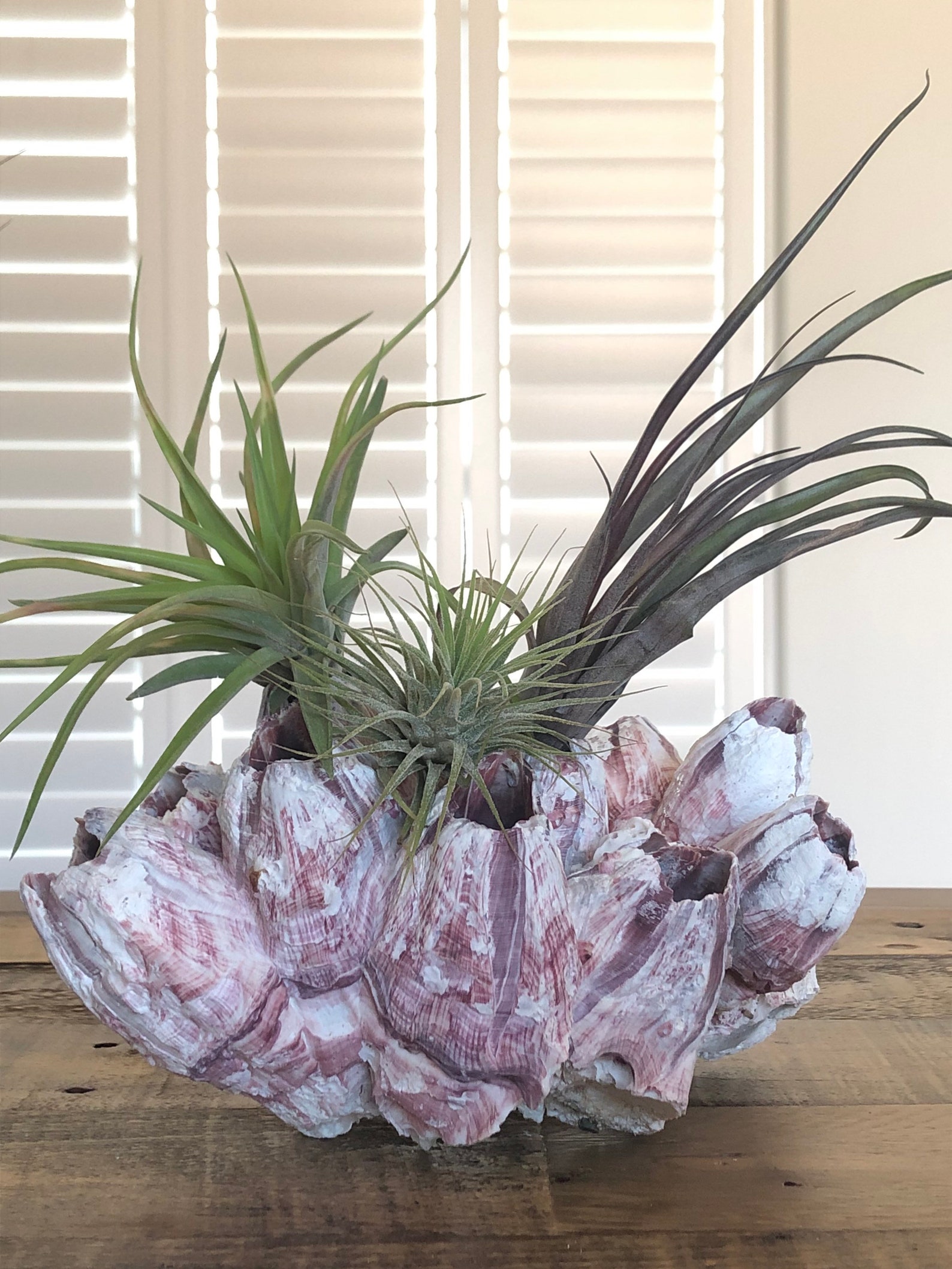 Air Plant Planter Barnacle Planter Tillandsia Air Plant Etsy UK