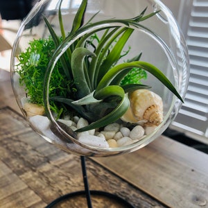 DIY terrarium air plant kit, glass with a stand. Air plant in glass terrarium. Hanging glass air plant. Open terrarium. Terrarium kit image 2