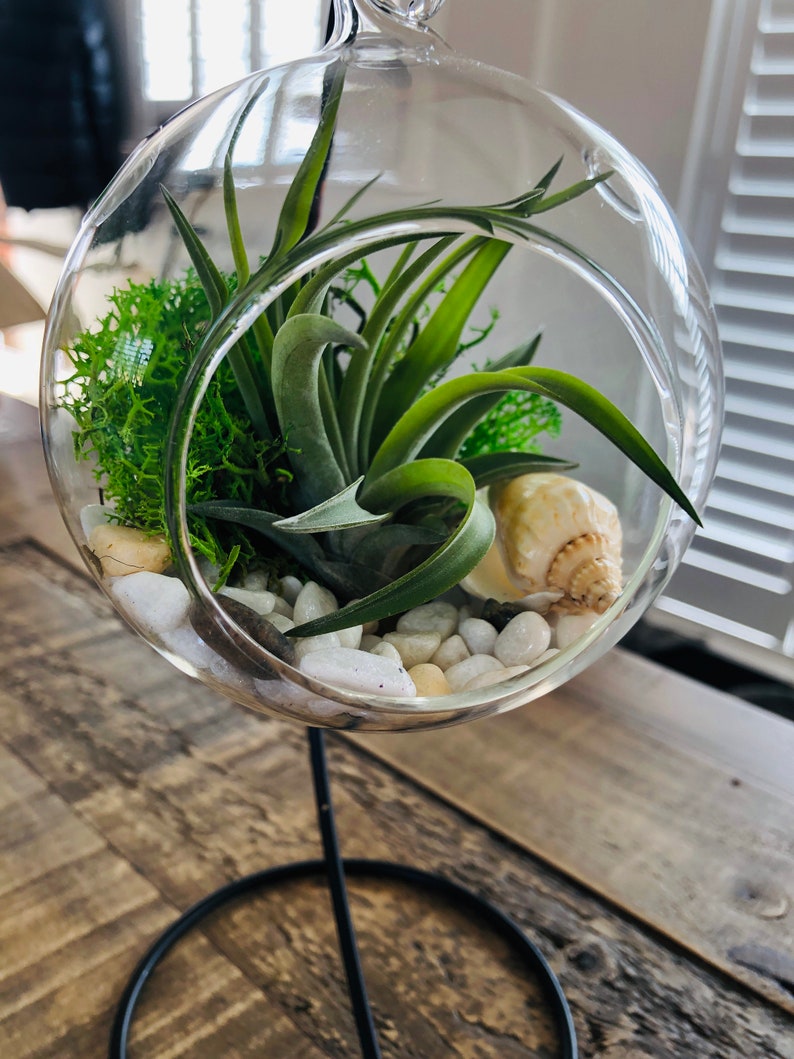 DIY terrarium air plant kit, glass with a stand. Air plant in glass terrarium. Hanging glass air plant. Open terrarium. Terrarium kit image 2