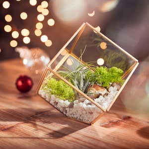 Gold glass open terrarium cube. Geometric terrarium. Air plant glass house.  Terrarium container.  House plants