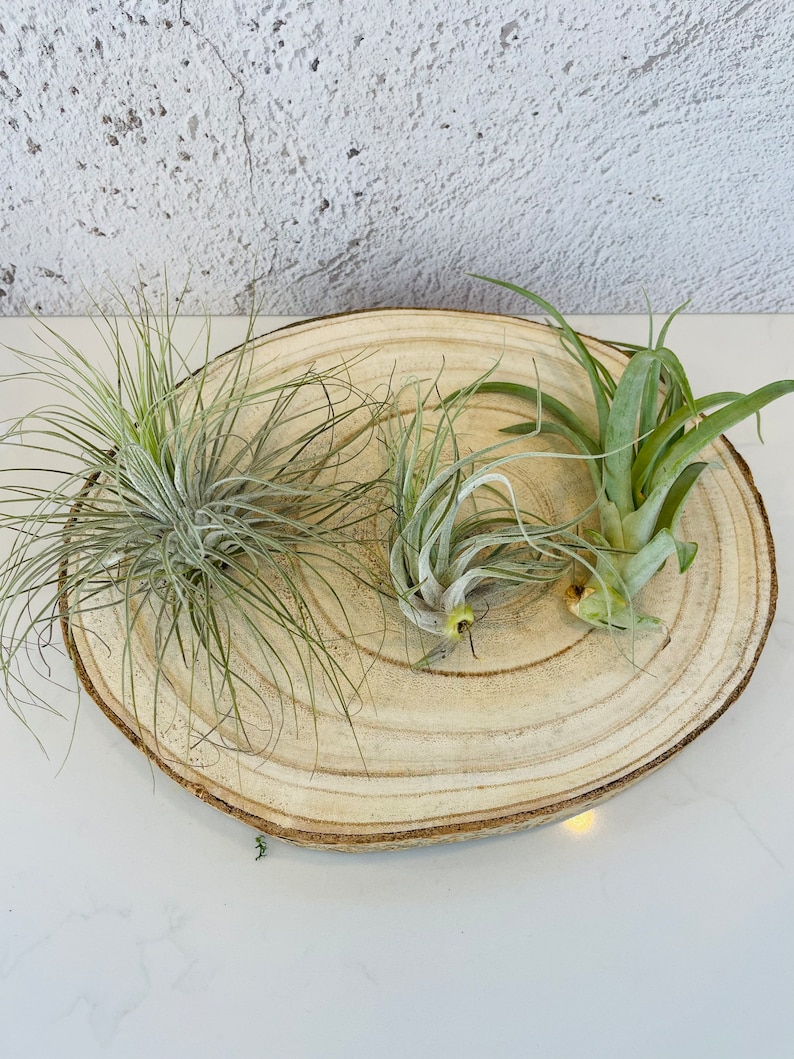 Large Glass Globe Terrarium . DIY Kit. Open Air Plant Terrarium. Fairy