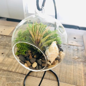 Air plant Terrarium Kit, glass indoor plant, Tillandsia in glass terrarium on stand. Plant lovers.  Valentine’s Day gift for husband.