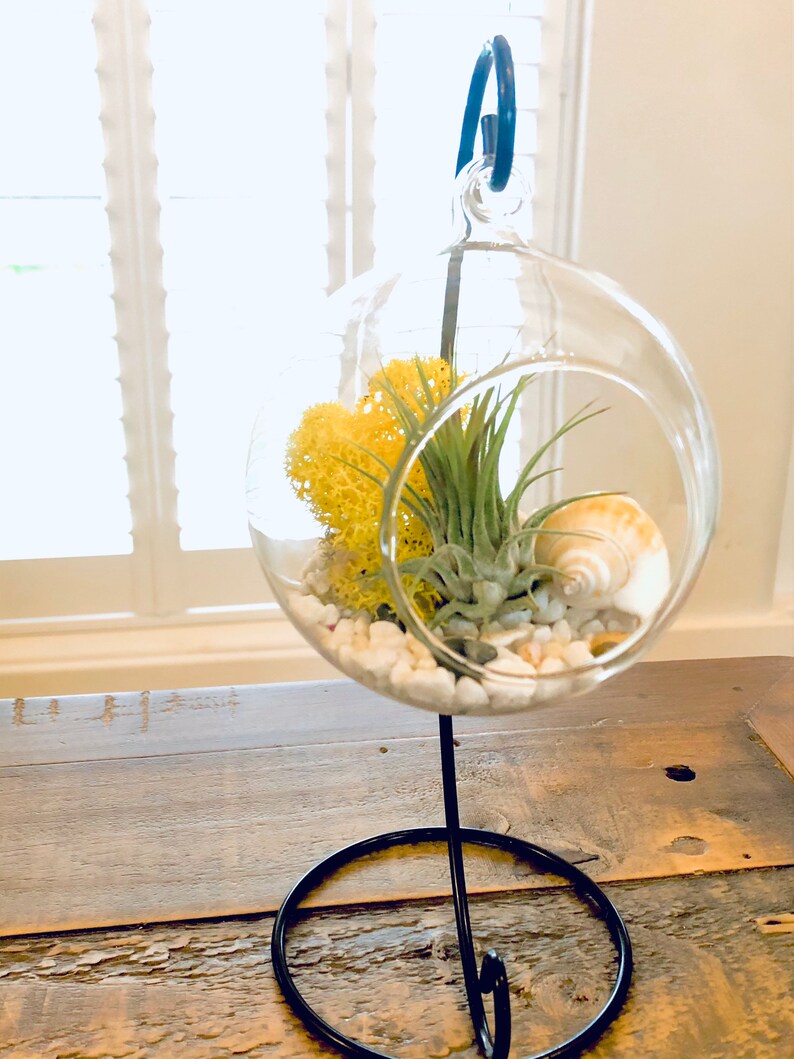 DIY terrarium air plant kit Terrarium stand. Glass terrarium Etsy