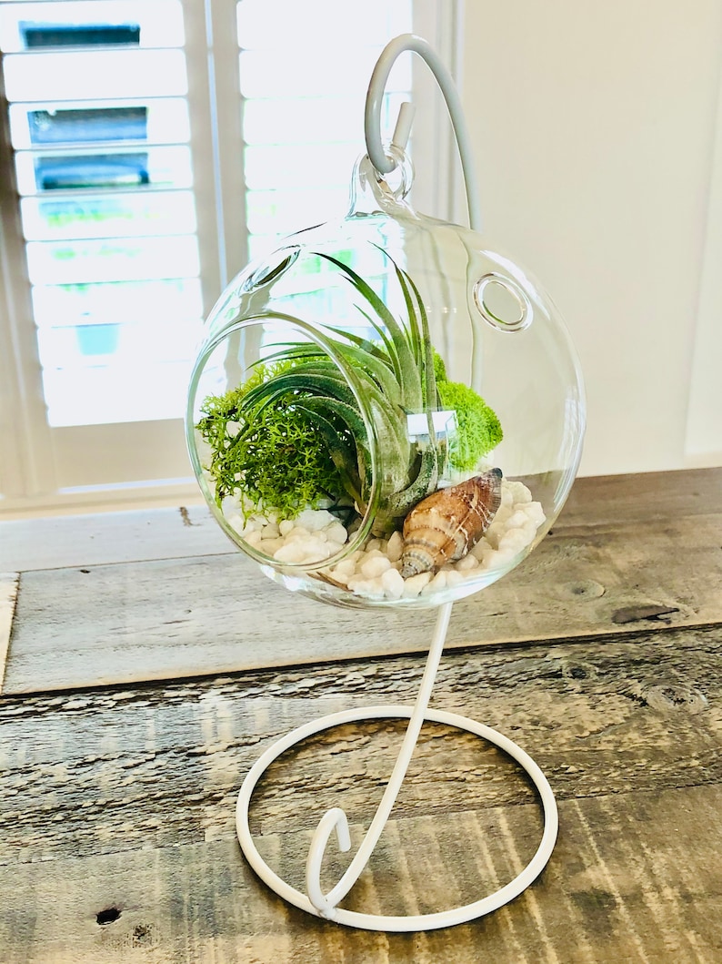 DIY Terrarium Air Plant Glass Terrarium DIY Plant Kit on Etsy UK