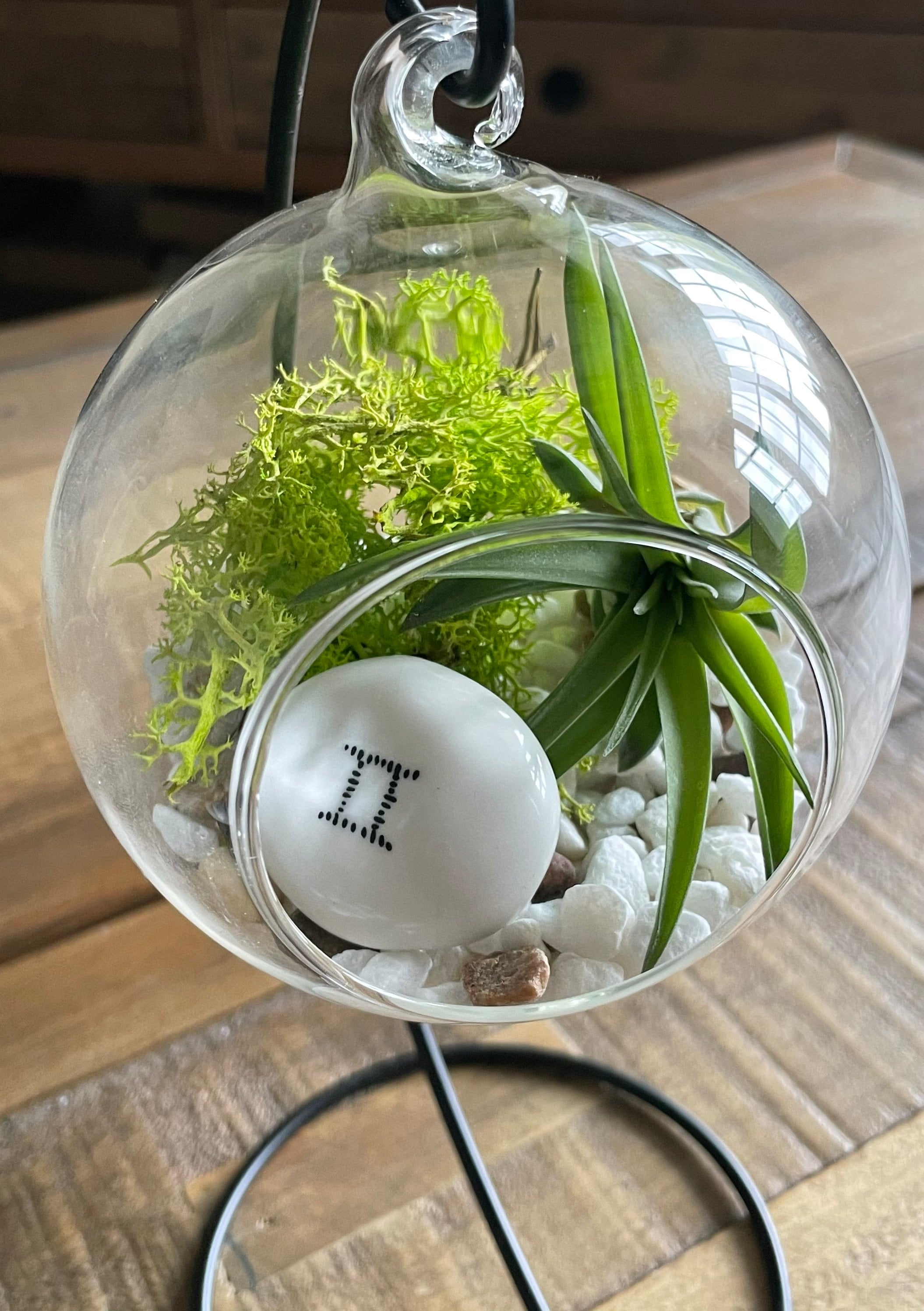 Kit Terrarium sans bocal  Small — My Green Glass & Plants