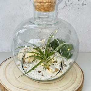 Round bowl glass terrarium. Terrarium container. Open terrarium with air plant. Terrarium plants