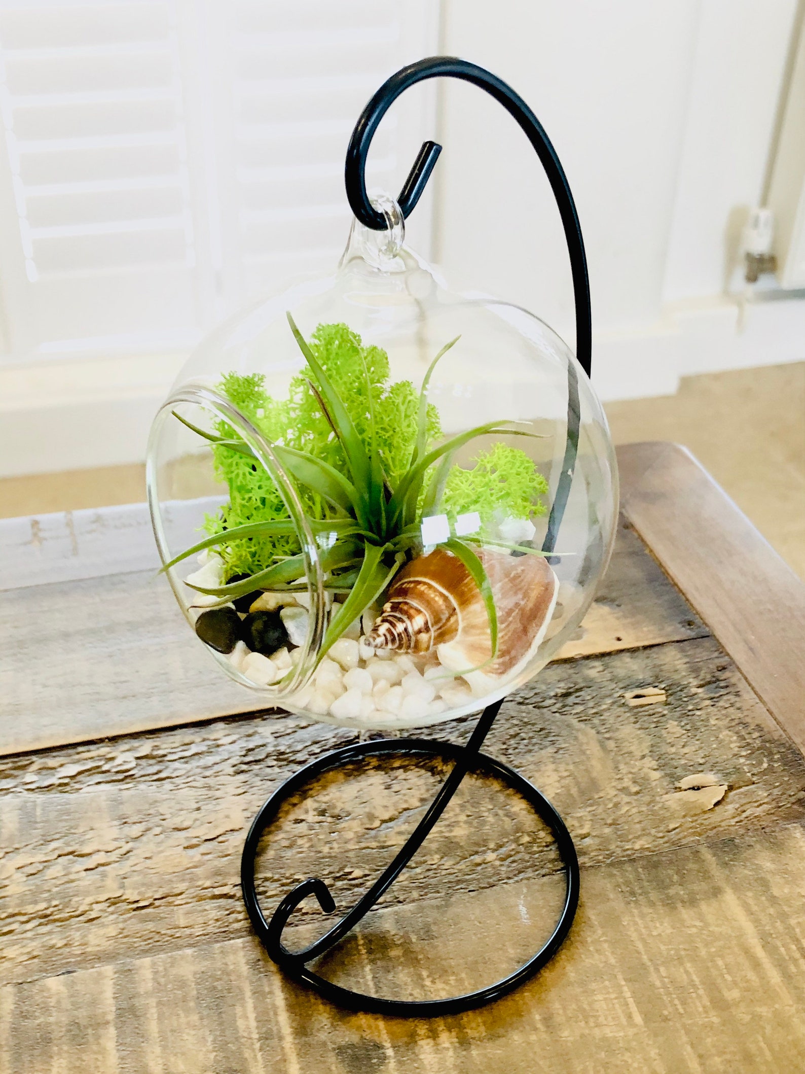 DIY Terrarium Air Plant Kit Glass With a Stand. Air Plant in Etsy UK
