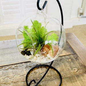 DIY terrarium air plant kit, glass with a stand. Air plant in glass terrarium. Hanging glass air plant. Open terrarium. Terrarium kit image 4