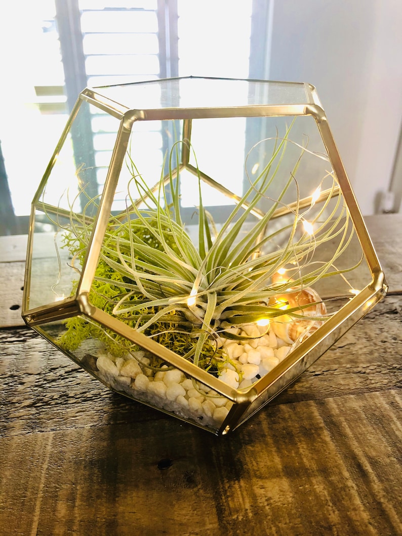 DIY terrarium air plant Geometric Terrarium glass terrarium Etsy