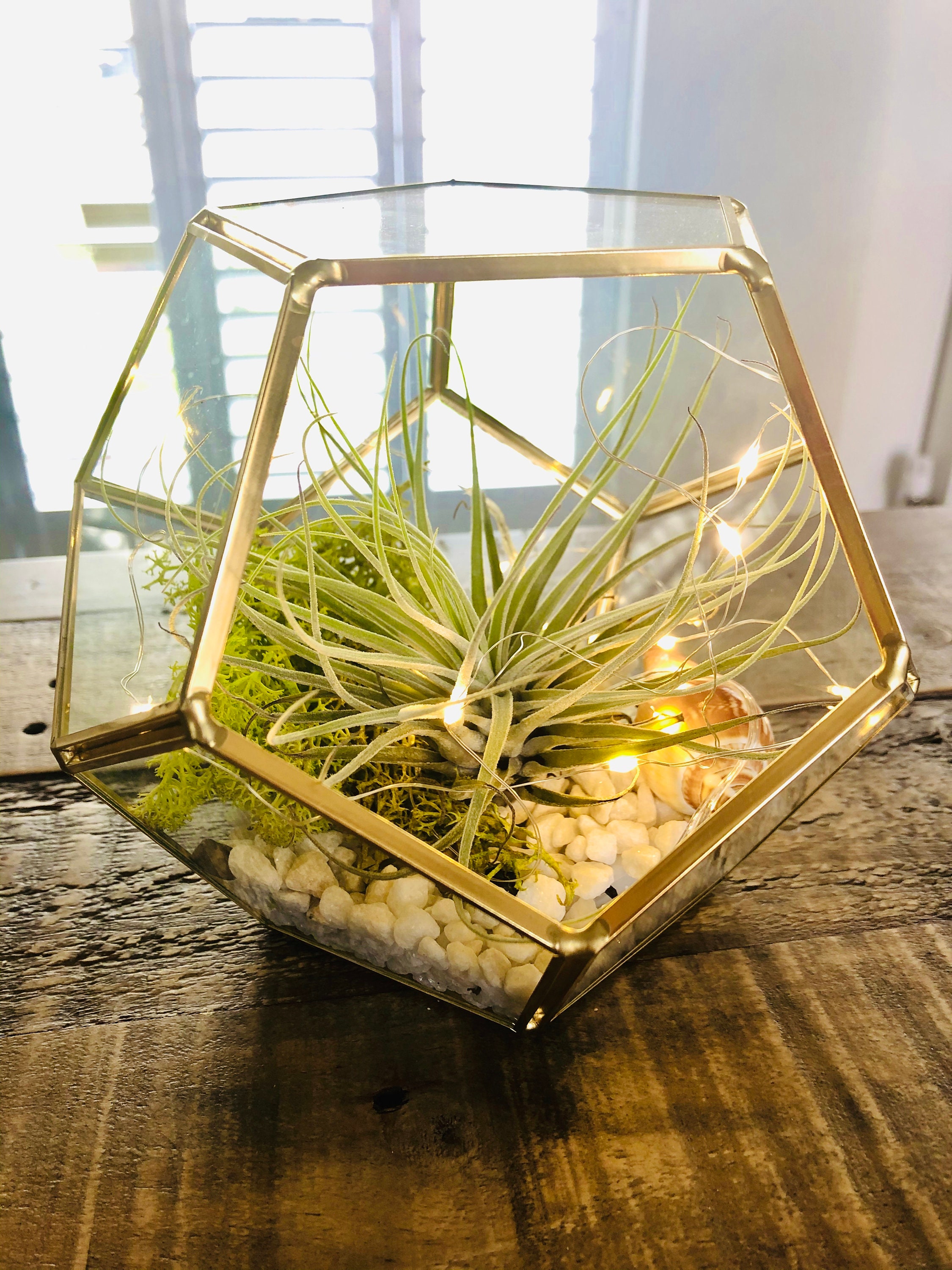 DIY Terrarium Air Plant Geometric Terrarium Glass Terrarium Etsy UK