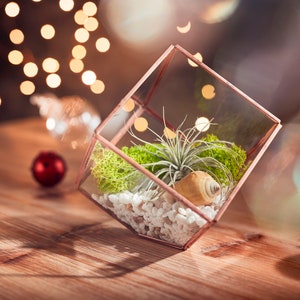 Copper glass open terrarium cube.  Square vase glass geometric terrarium. Air plant terrarium.  Bonsai container.  House plant plant pot