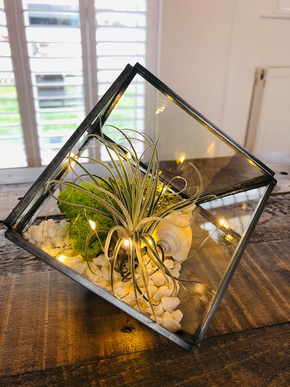 Terrarium géométrique de plantes aériennes en verre, cube carré. Présentoir  de plantes aériennes, plantes aériennes de terrarium. Cadeau plante, cadeau  d'anniversaire, cadeau de Noël -  France