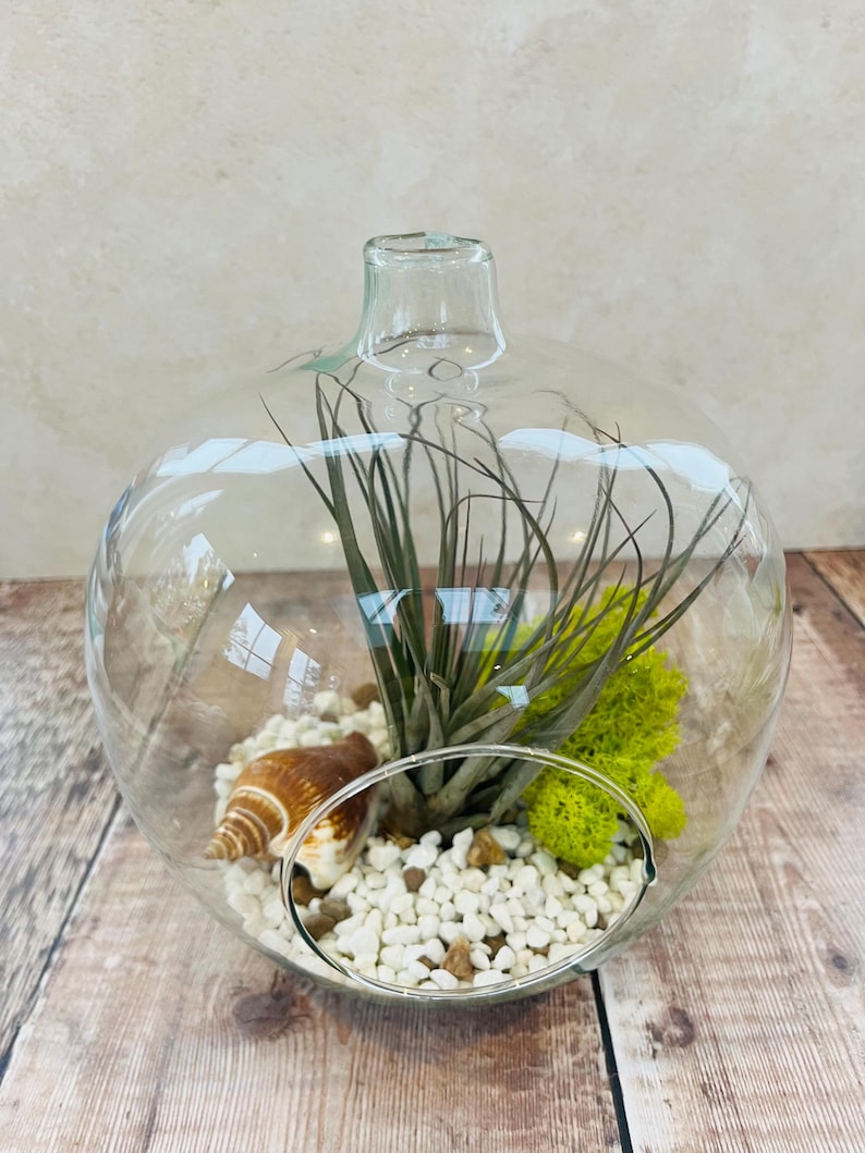 Large Glass Globe Terrarium . DIY Kit. Open Air Plant Terrarium. Fairy