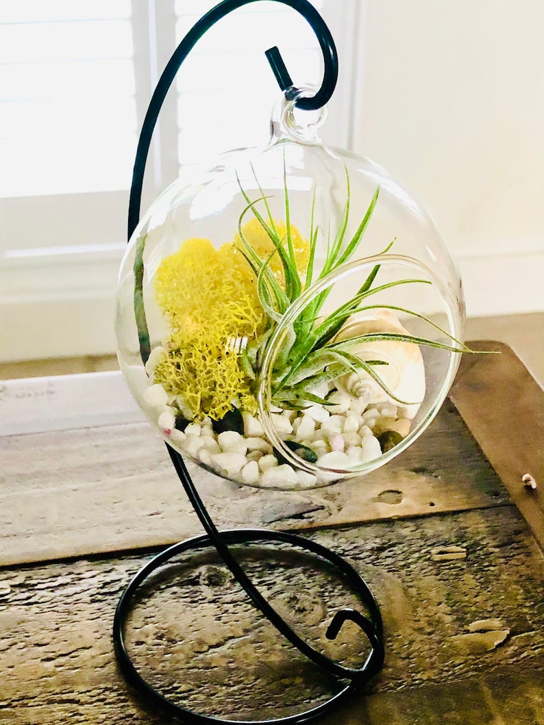 DIY Terrarium Air Plant Kit Terrarium Stand. Glass Terrarium Etsy UK