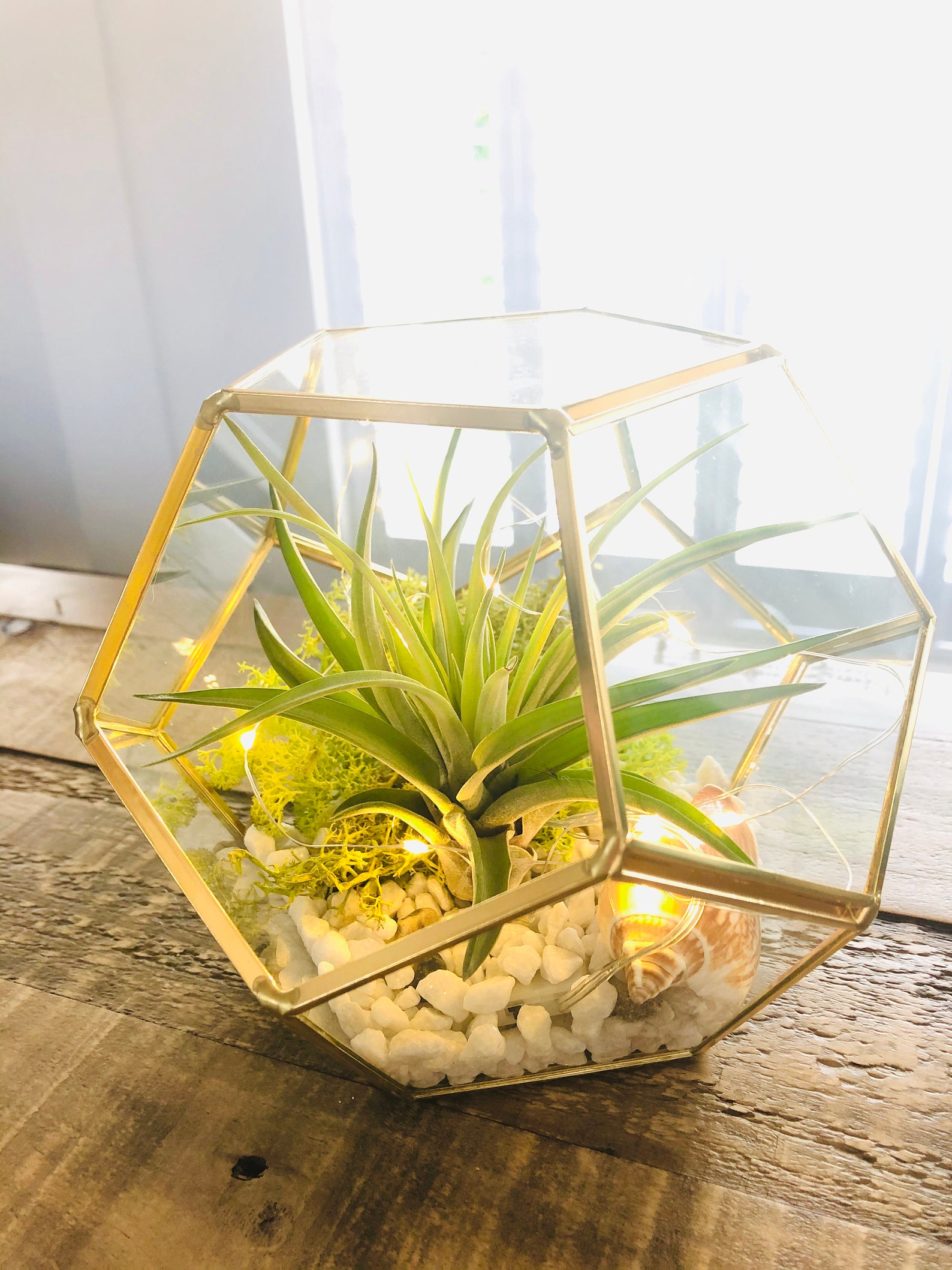 DIY Terrarium Air Plant Geometric Terrarium Glass Terrarium Etsy UK