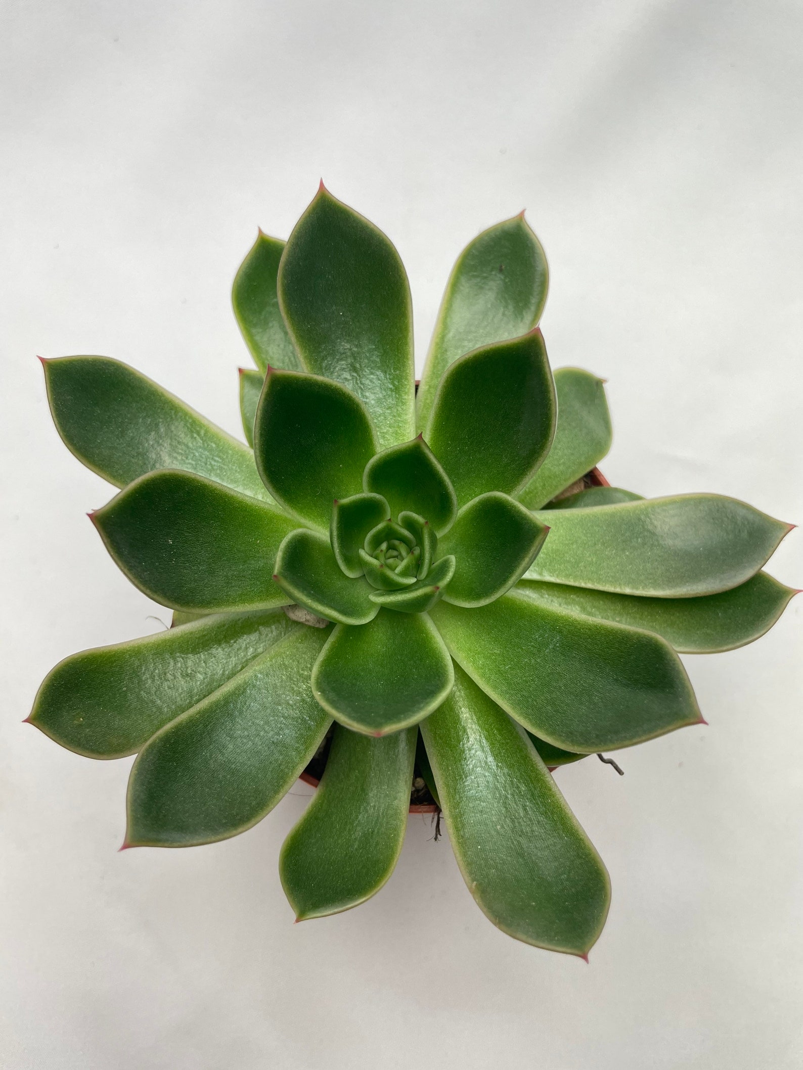 Echeveria Mix 8.5cm pot. Random mix. Medium size succulent Etsy