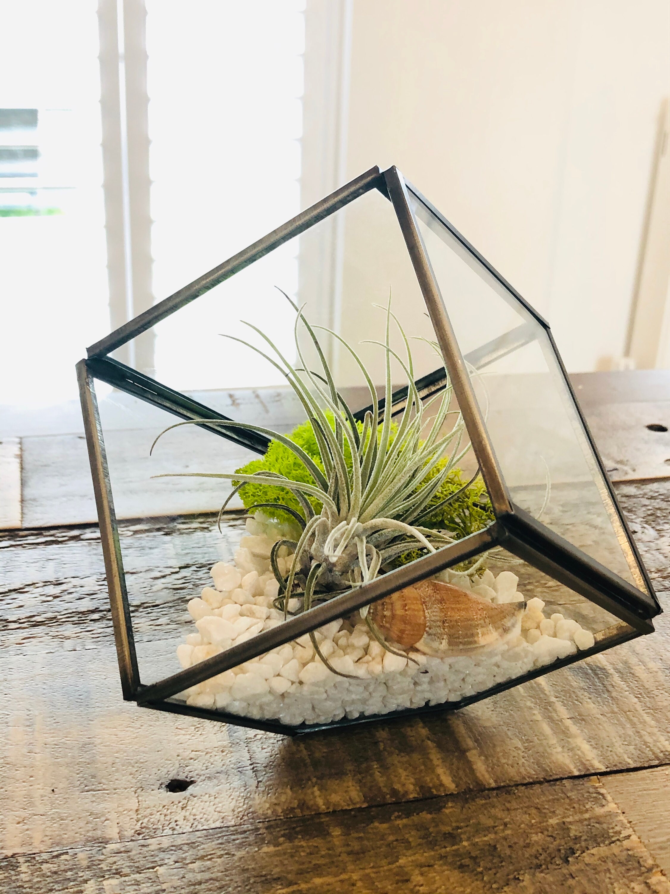 Terrarium géométrique de plantes aériennes en verre, cube carré