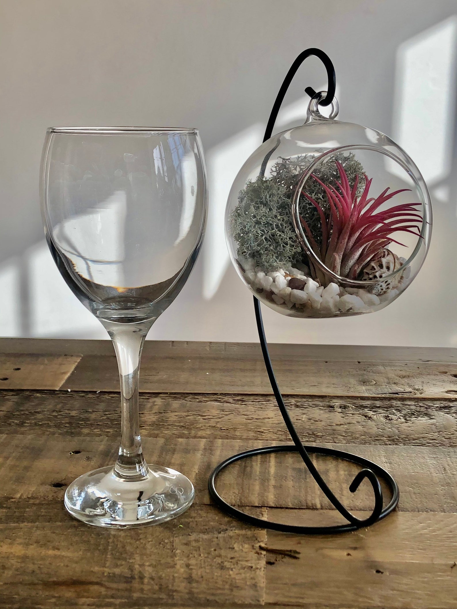 DIY Terrarium Air Plant Kit Glass With a Stand. Air Plant in Etsy UK