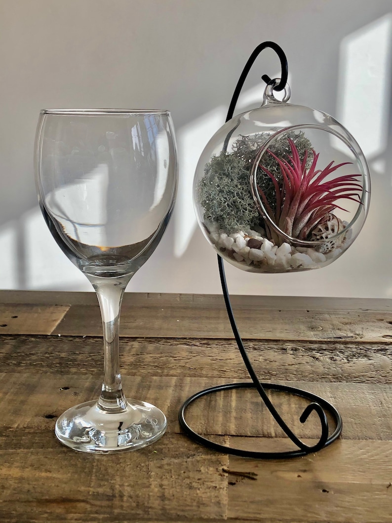 DIY terrarium air plant kit, glass with a stand. Air plant in glass terrarium. Hanging glass air plant. Open terrarium. Terrarium kit image 8