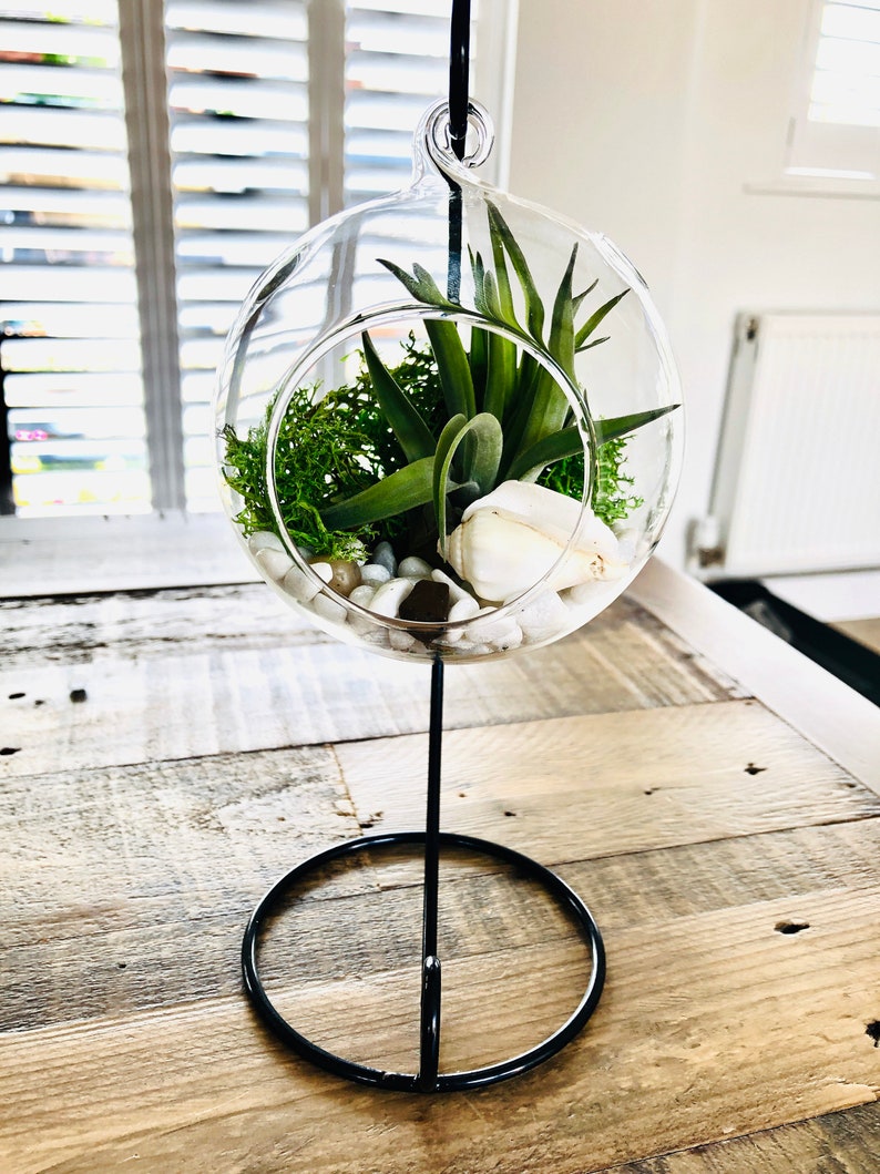 DIY Terrarium Air Plant Kit Glass With a Stand. Air Plant in Etsy UK