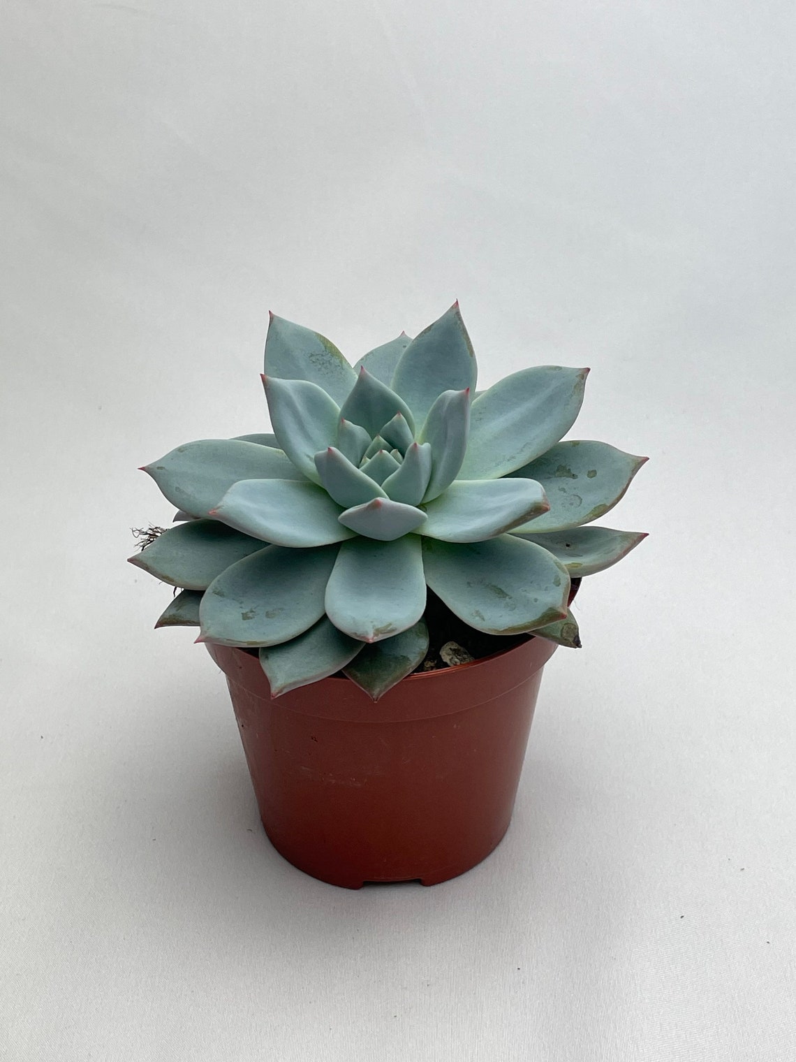 Echeveria Mix 8.5cm pot. Random mix. Medium size succulent Etsy