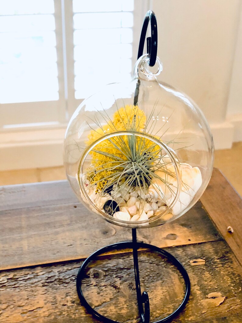 DIY Terrarium Air Plant Kit Terrarium Stand. Glass Terrarium Etsy UK