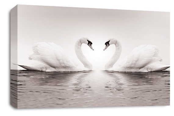 Kissing Swans on Lake Reflection Canvas Art Cheap Wall Print Home Interior