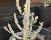 Euphorbia Lactea (Dragon Bones Tree) 1 Unrooted Cutting, succulent Rare Variegated