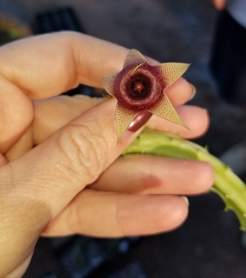 Huernia Procumbens Live Plant