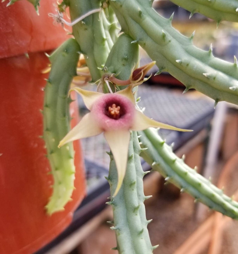 Huernia Procumbens Live Plant