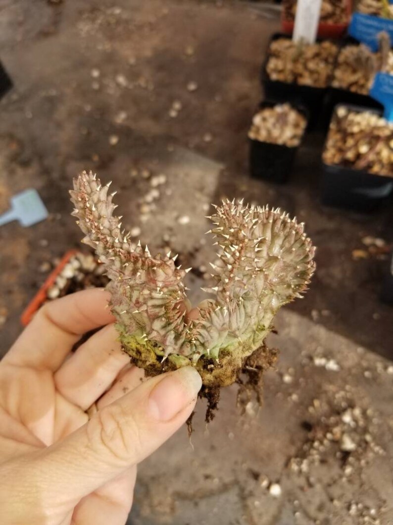 Huernia Procumbens Crest Live Plant Creasted Succulent